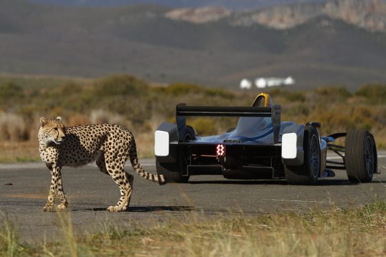 Techeetah rise to – and throw down – conservation challenge